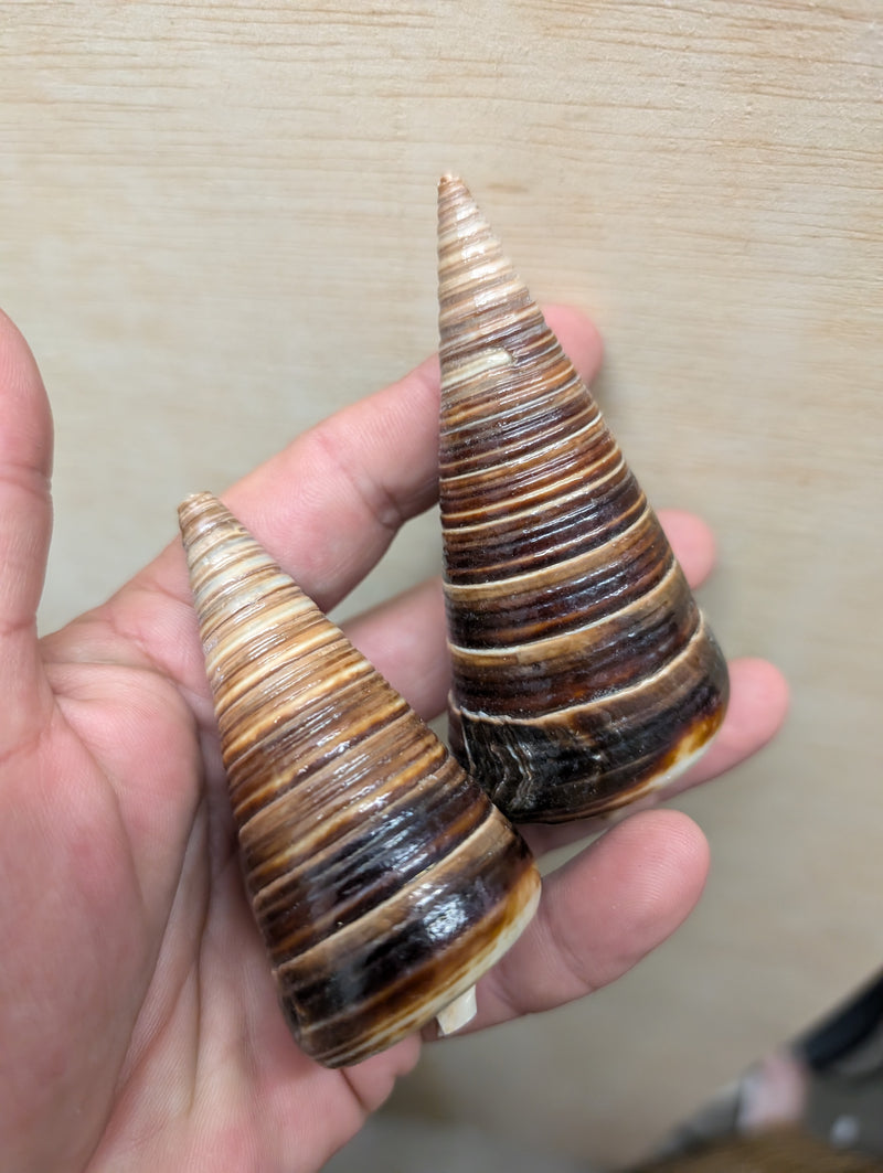 Polished Telescopic Brown Cone Shells