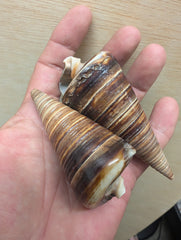 Polished Telescopic Brown Cone Shells