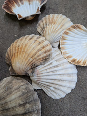 Raw Baking Scallop Shells