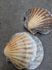 Raw Baking Scallop Shells