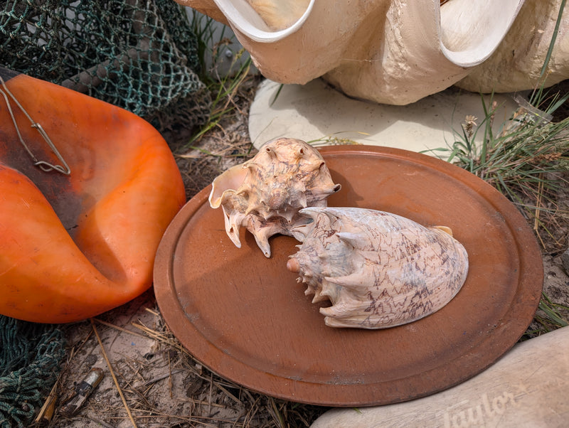 Grade B Imperial Volute Conch Shell