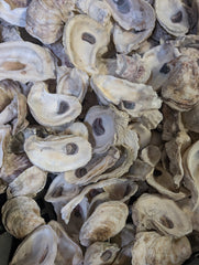 Texas Gulf Coast Oyster Shells