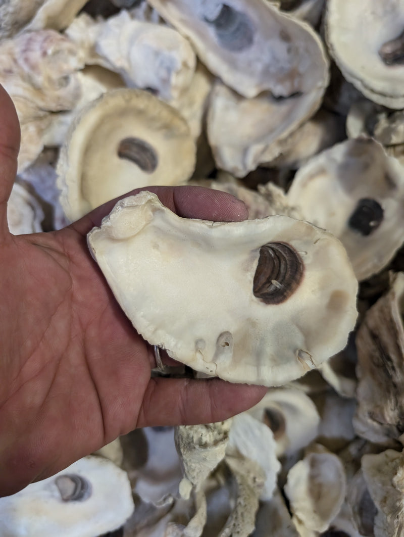 Texas Gulf Coast Oyster Shells