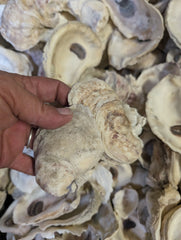 Texas Gulf Coast Oyster Shells