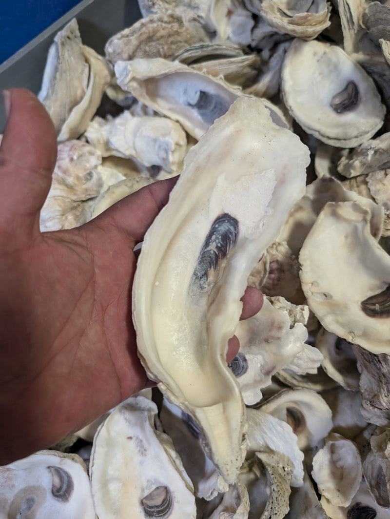 Texas Gulf Coast Oyster Shells