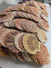 Irish Flat Scallop Shells