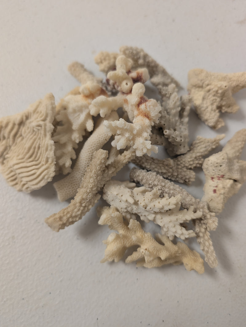 Mixed White Coral Pieces Crafting Assortment- Broken Scrap Lot