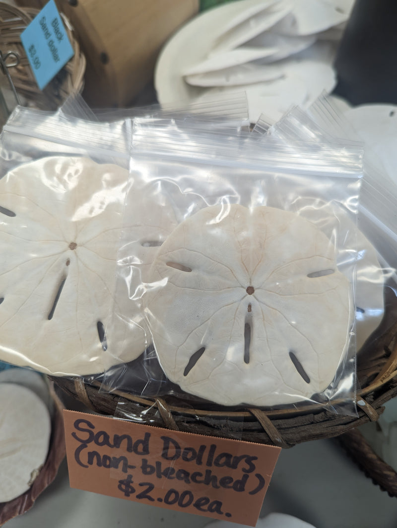 Non Bleached Sand Dollar