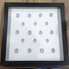 Black Shadowbox Frame with Blue Limpet Shells