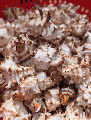 Brown & White Murex Endive - Processed