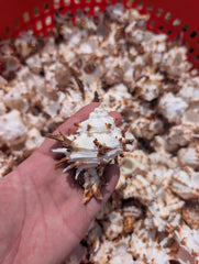 Brown & White Murex Endive - Processed