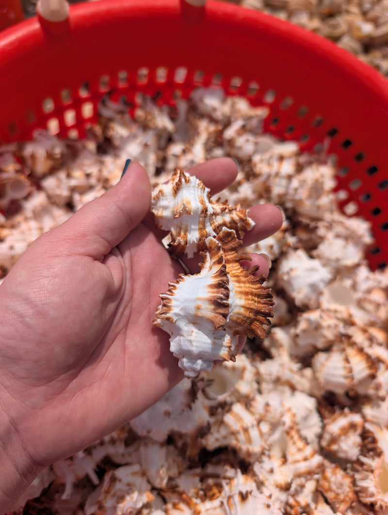 Brown & White Murex Endive - Processed
