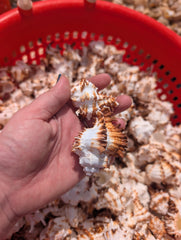 Brown & White Murex Endive - Processed