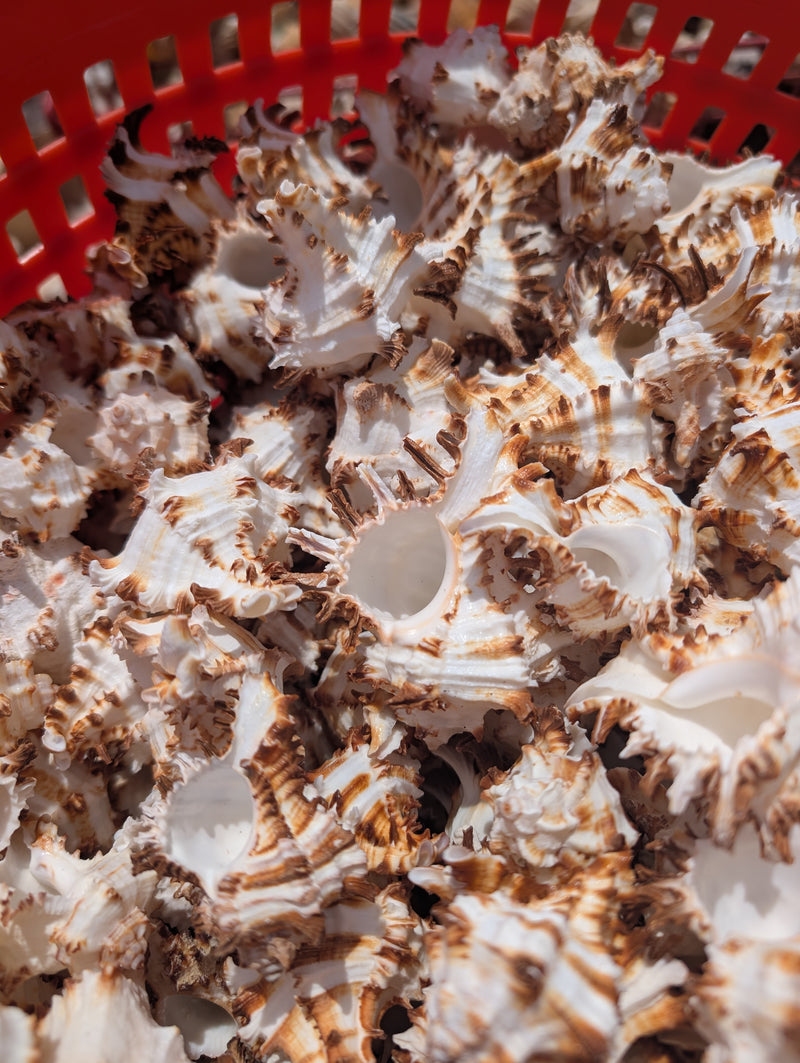 Brown & White Murex Endive - Processed