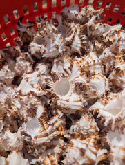 Brown & White Murex Endive - Processed