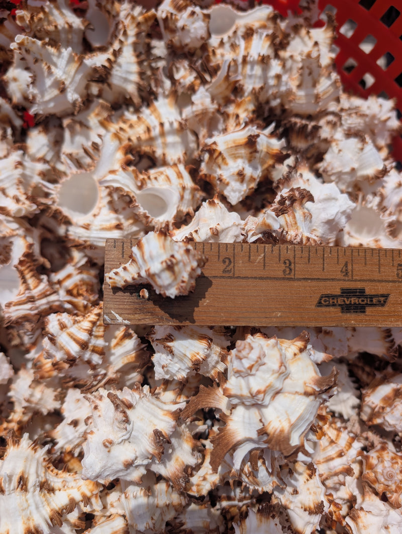 Brown & White Murex Endive - Processed