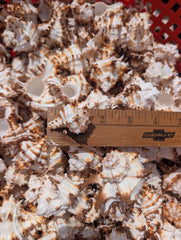 Brown & White Murex Endive - Processed