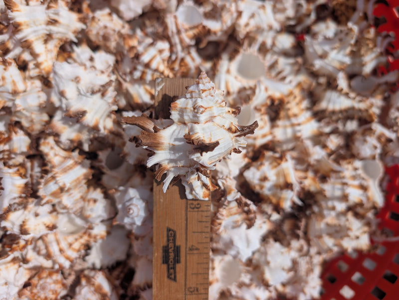 Brown & White Murex Endive - Processed