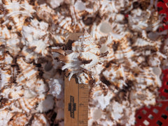 Brown & White Murex Endive - Processed