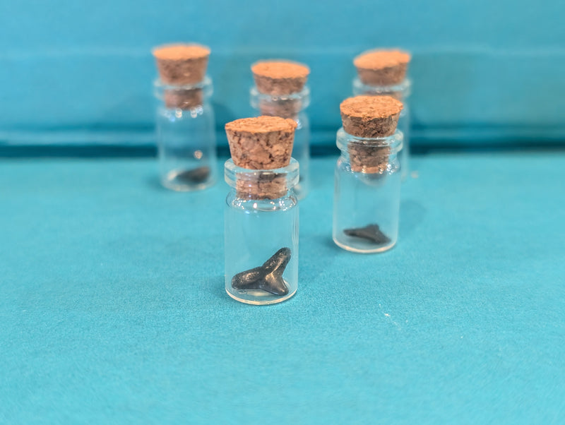 Mini Fossilized Shark Tooth in Glass Bottle with Cork