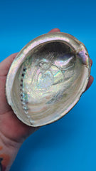 Iridescent abalone interior - polished Pacific display shell