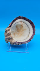 Large rock scallop display shell for coastal decor – premium natural specimen