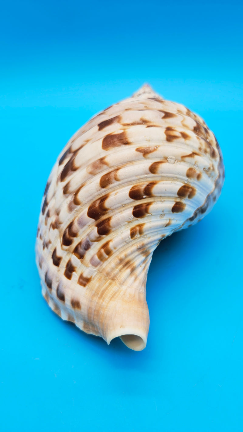 Back view of large Pacific Triton shell showing natural ridges and smooth spiral pattern in warm cream and caramel tones