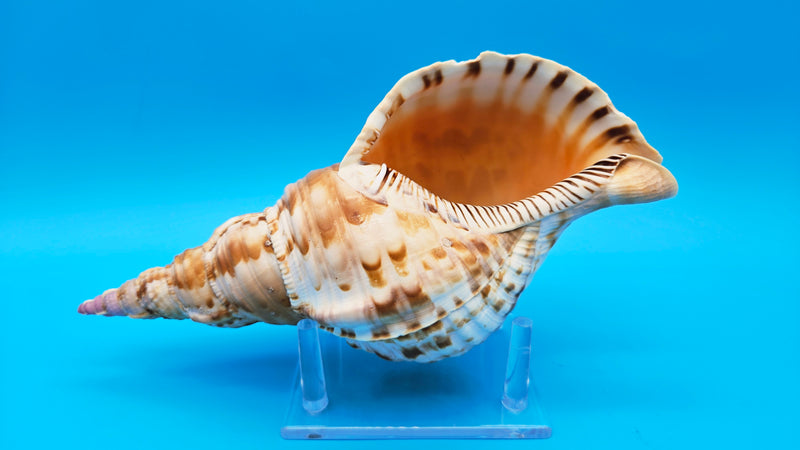Large Pacific Triton display shell for coastal home decor - premium natural shell
