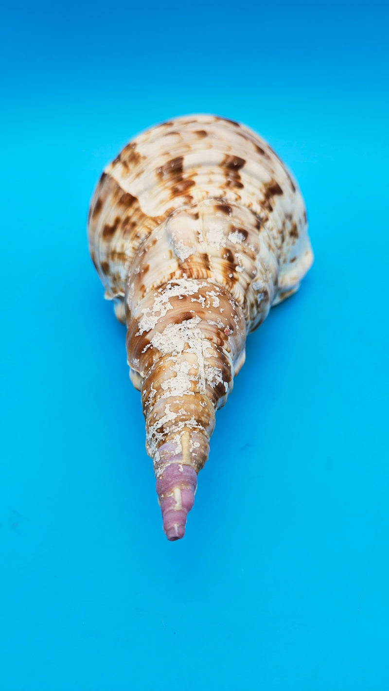 Detailed texture of Pacific Triton shell showing natural ocean patterns