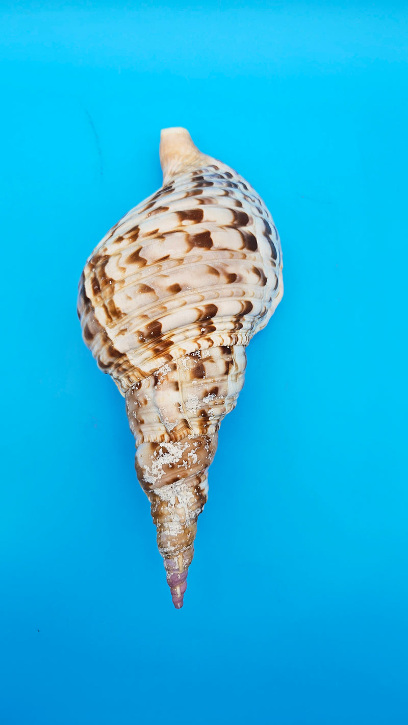 Top view of large Pacific Triton shell highlighting its elegant spiral shape and natural caramel and white coloration