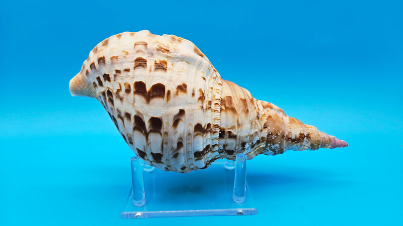 Pacific Triton shell displayed on clear stand for elegant coastal decor

