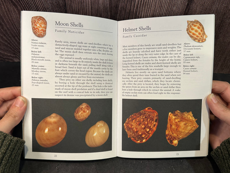 Inside of Handy Pocket Guide to Tropical Seashells, featuring a detailed tropical seashell illustration.