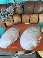 Pair of Asian Golden Clam polished halves 10–11