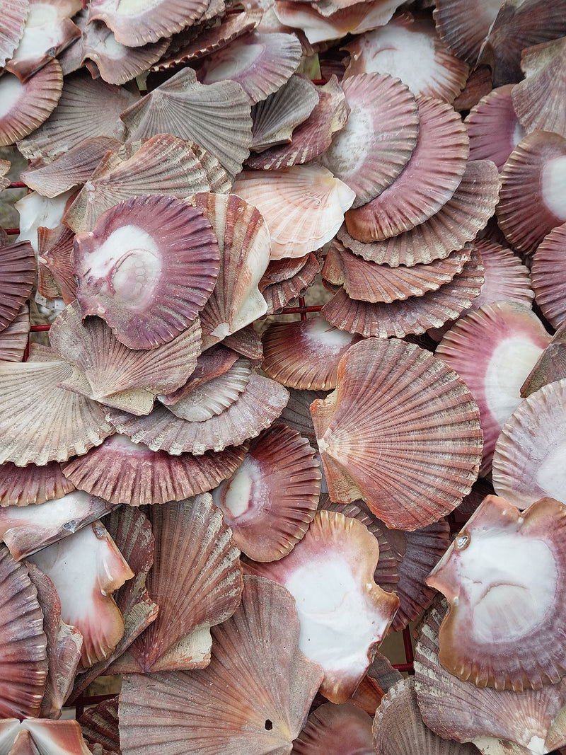 A large assortment of colorful scallop shells in shades of pink, red, and white, showcasing their natural ribbed textures and smooth backs. Perfect for coastal decor, crafting, or creative projects.