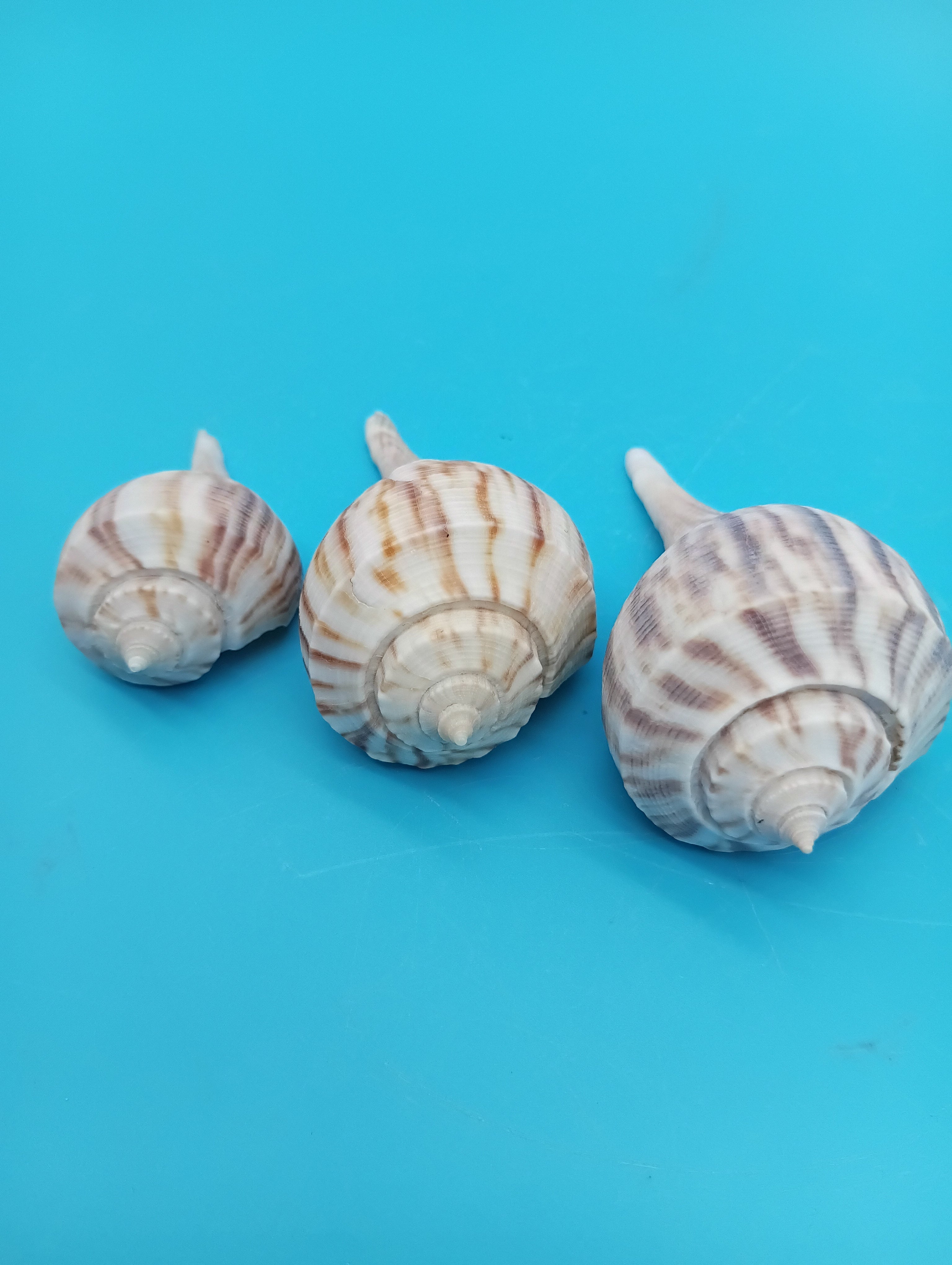 Pear Whelk Trio Display Shells – Coastal Home Decor | Loving Coastal Living