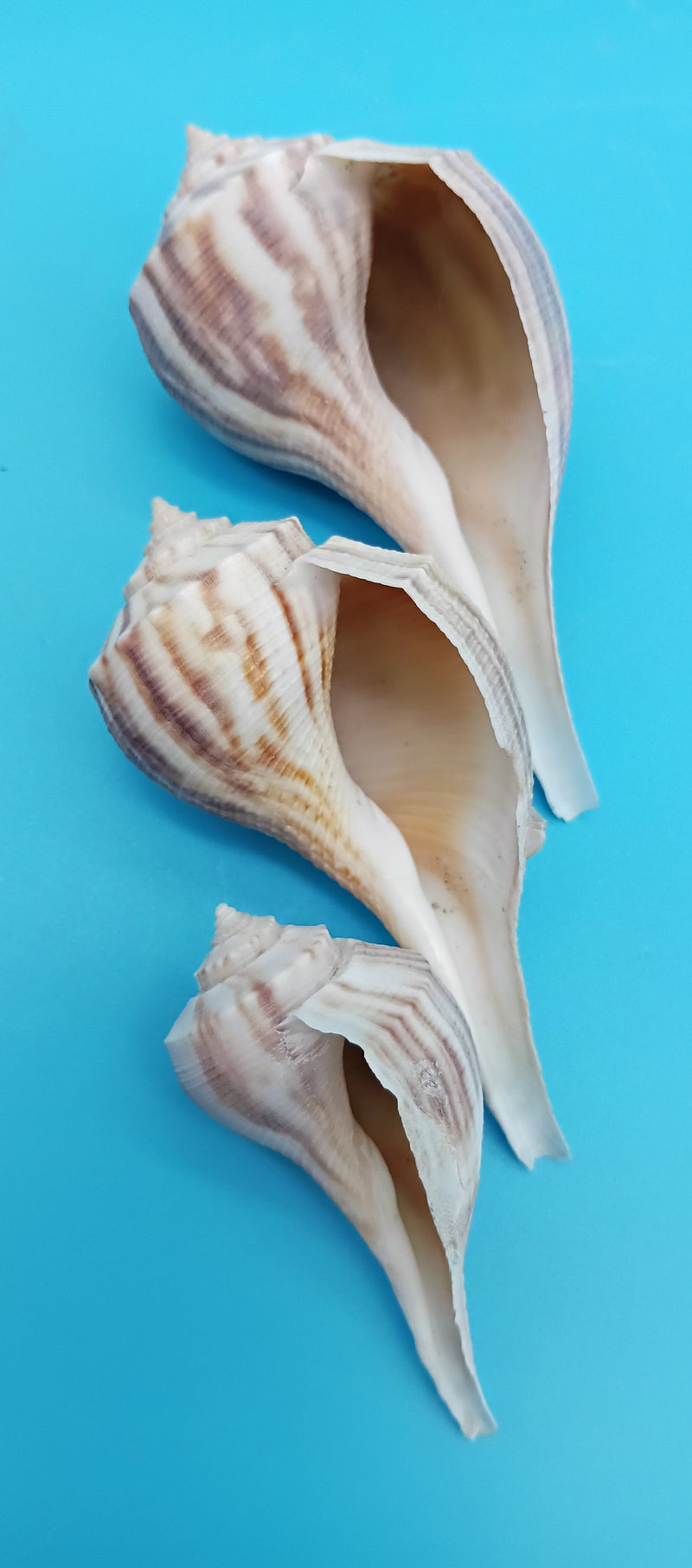 Medium Pear Whelk shell 2.5" display for coastal and beach home décor – Fulguropsis spirata