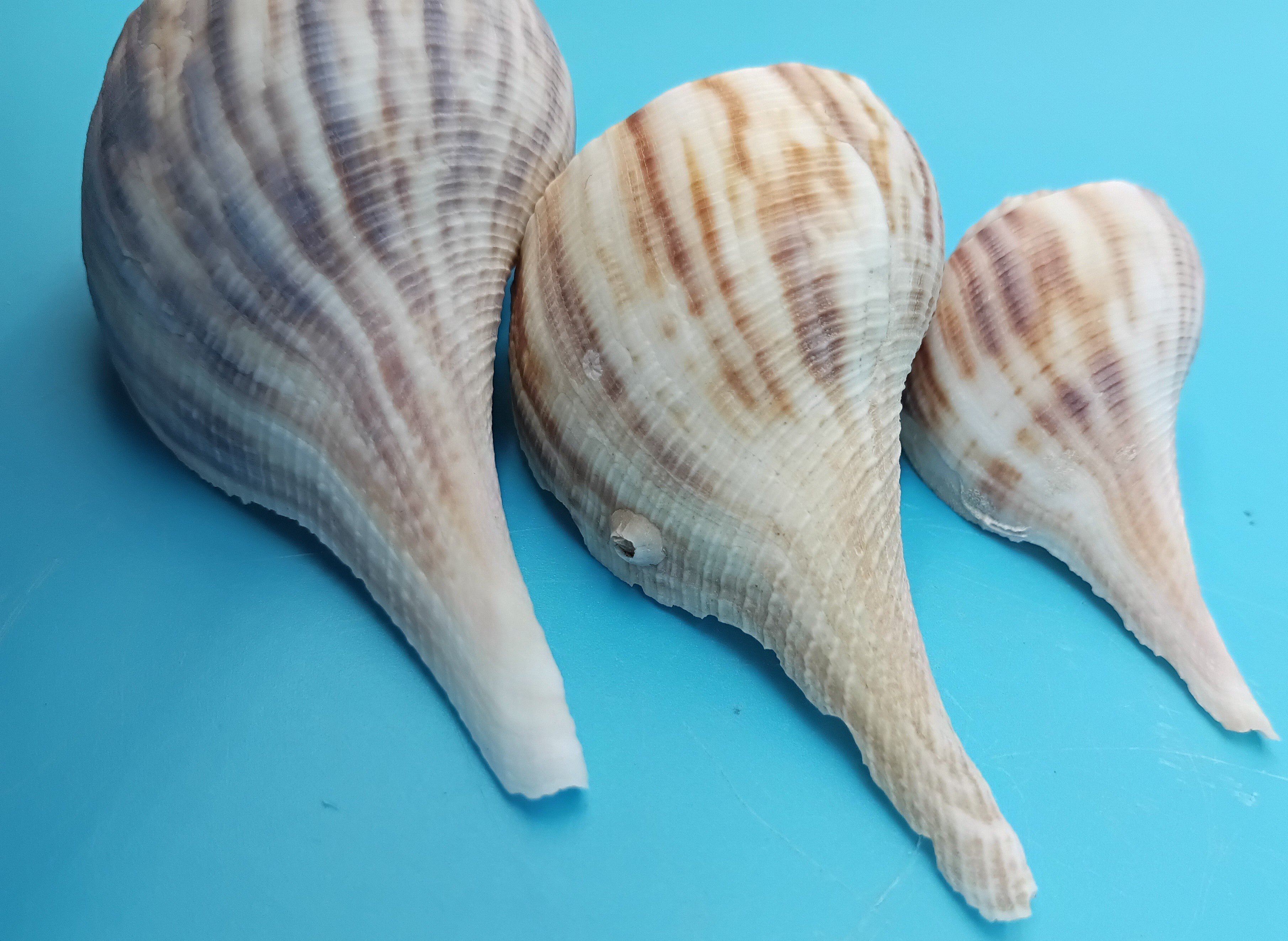 Pear Whelk Trio Display Shells – Coastal Home Decor | Loving Coastal Living