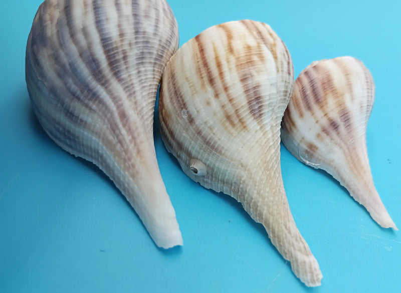 Small Pear Whelk shell 2" decorative coastal display – Fulguropsis spirata