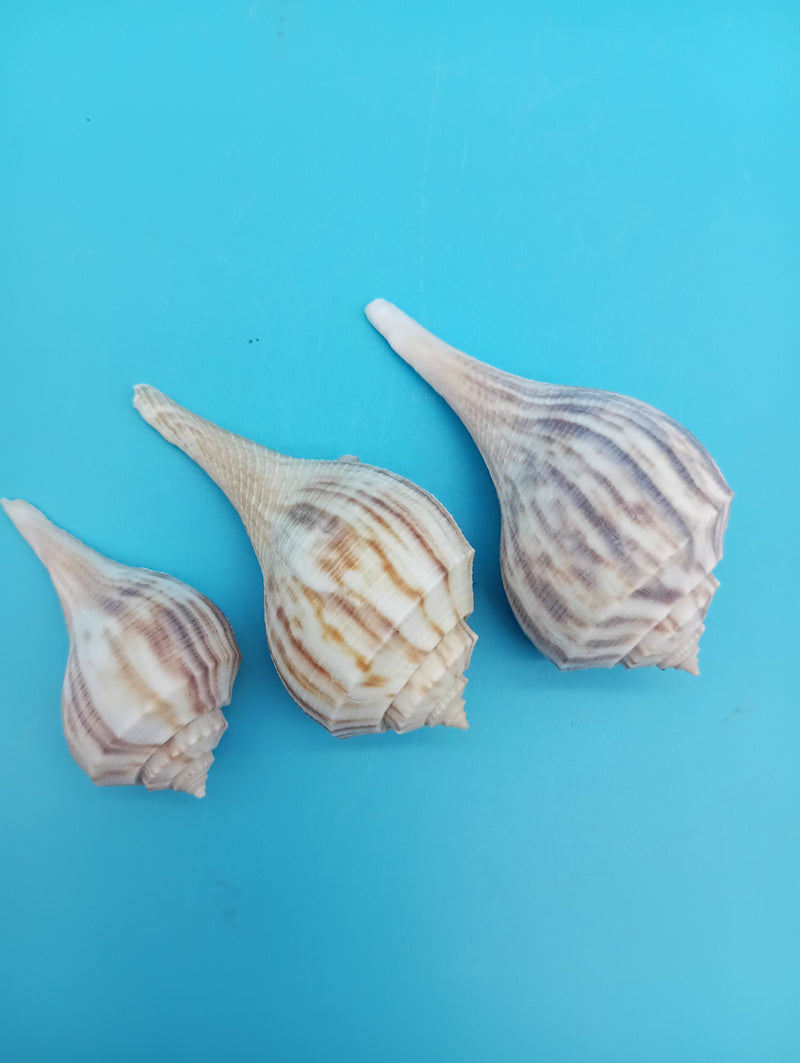 Pear Whelk shell trio styled in coastal home décor arrangement – Fulguropsis spirata