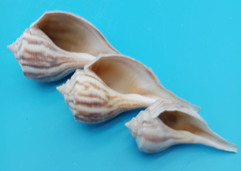 Pear Whelk Display Shells Coastal Decor Trio 2–3"