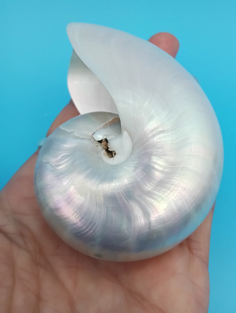 Interior view polished Pearl Nautilus shell 2.9"