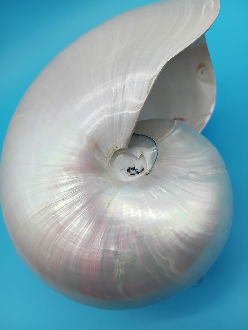 Iridescent Pearl Nautilus shell polished for display décor 6.9"