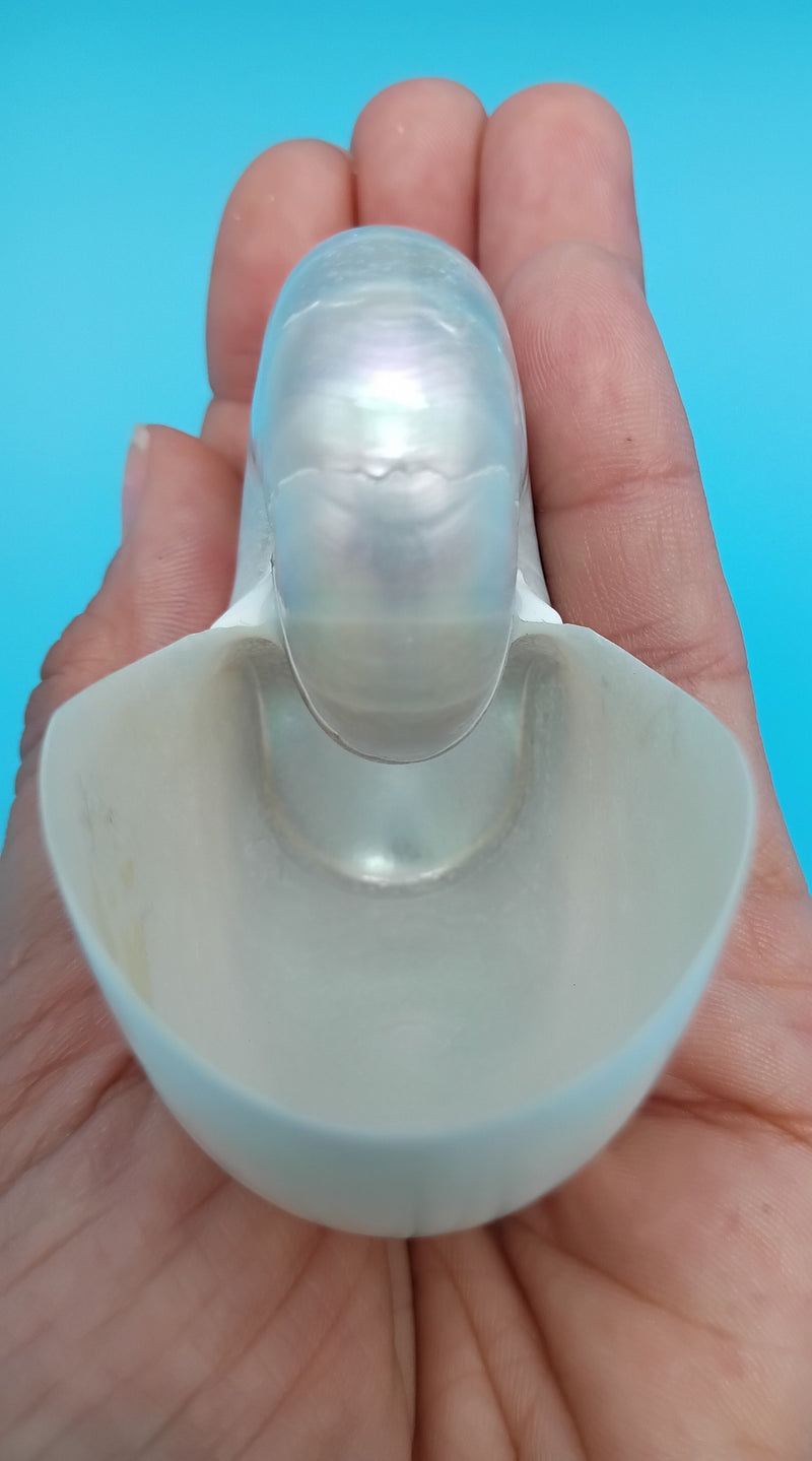 Mini Pearl Nautilus shell polished 2.9" – iridescent finish