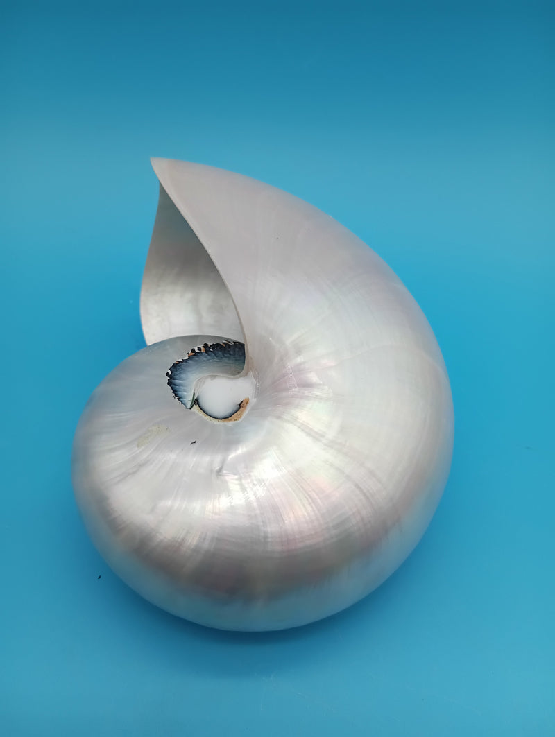Side view polished Pearl Nautilus shell 5" – pearlescent spiral