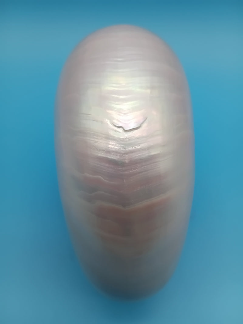 Side view polished Pearl Nautilus shell 6.9" – iridescent finish