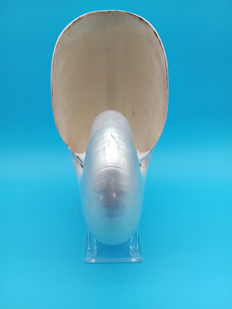 Interior view polished Pearl Nautilus shell 7.9" – beach home décor