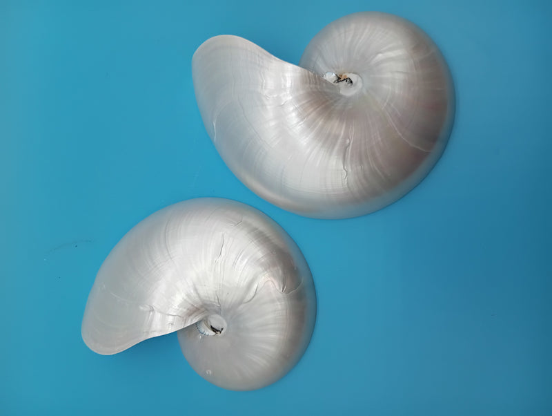 6.5" Pearl Nautilus shell halves polished display for coastal decor