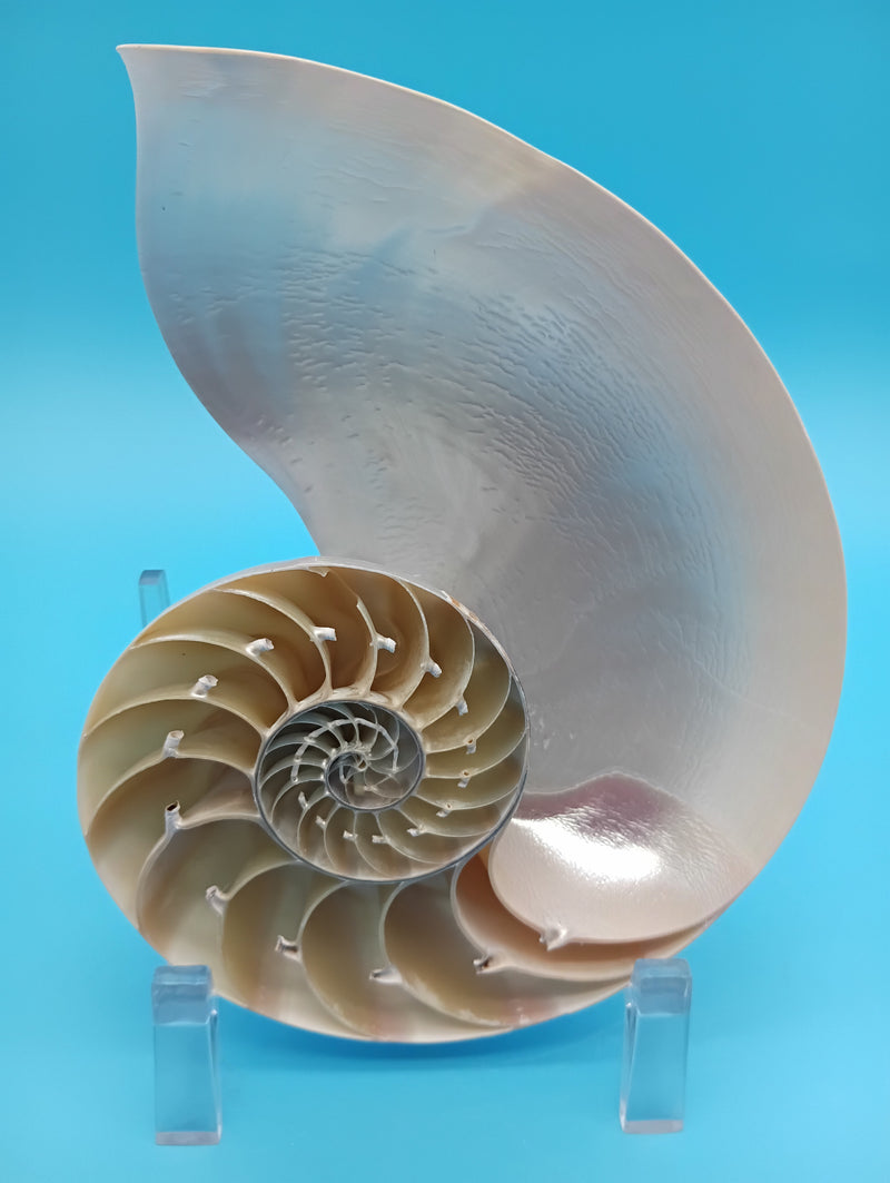6.5" Pearl Nautilus shell halves polished interior spiral display