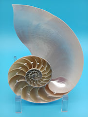 6.5