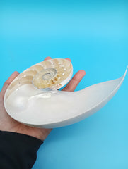 Pearl Nautilus display shells for coastal home decor 6.5